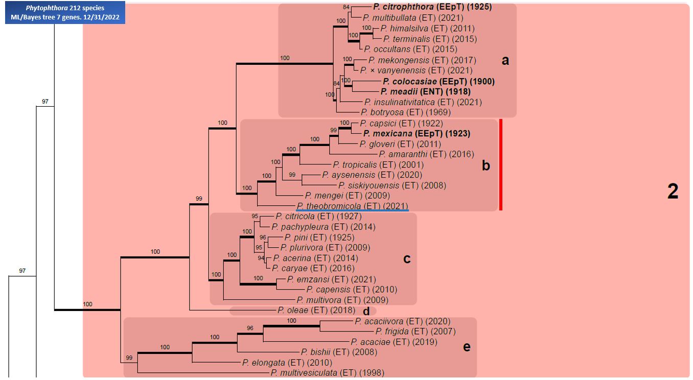    Phytophthora  spp. in subclade 2b:  portion of the seven-loci ML phylogeny featuring the type cultures of 212 described species (by T. Bourret). Notice the position of   P. theobromicola  Ex-type CCUB1091 . Gloria Abad, USDA Samp;T.
